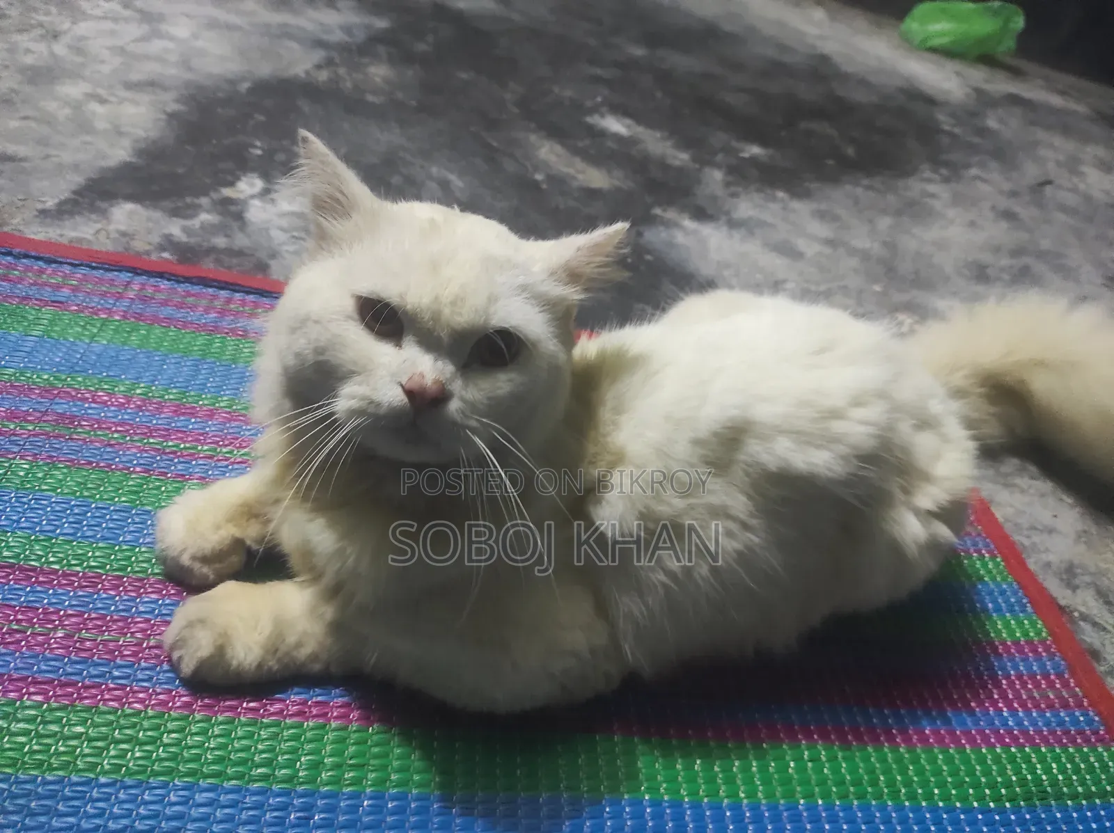 6-12 Months Male Mixed Breed Persian
