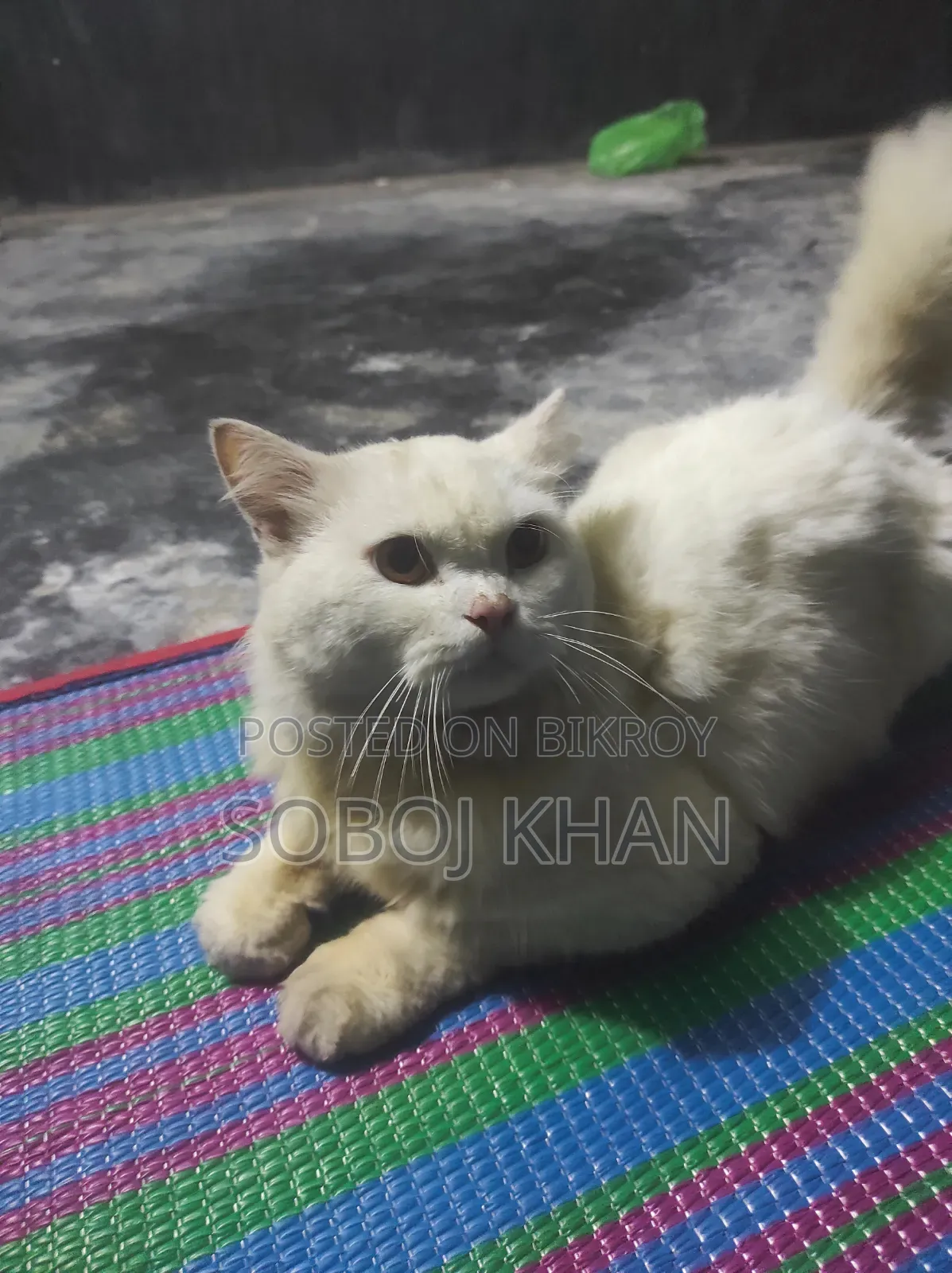 6-12 Months Male Mixed Breed Persian