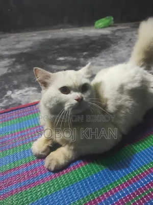 6-12 Months Male Mixed Breed Persian