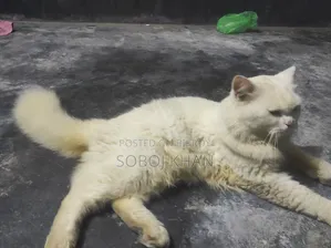 6-12 Months Male Mixed Breed Persian