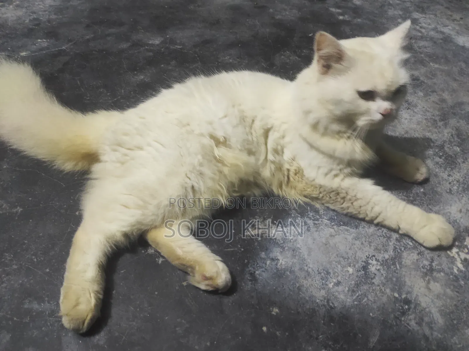 6-12 Months Male Mixed Breed Persian