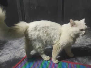 6-12 Months Male Mixed Breed Persian