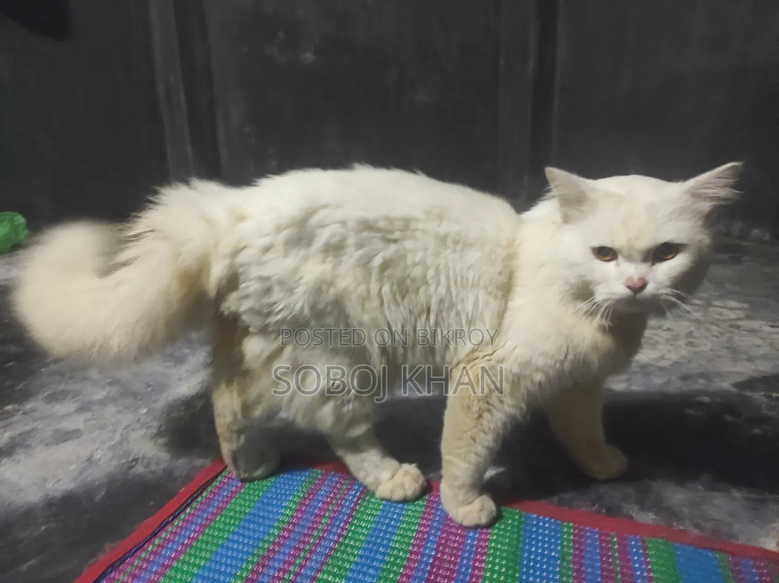 6-12 Months Male Mixed Breed Persian