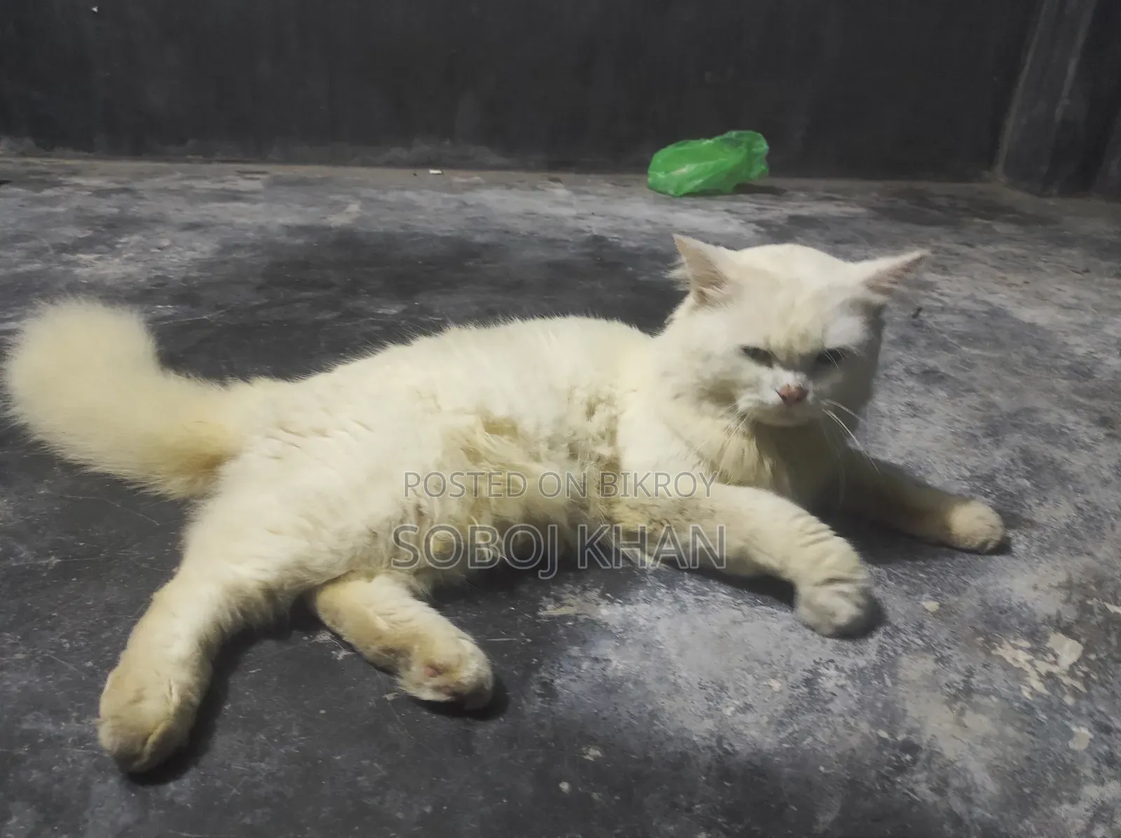 6-12 Months Male Mixed Breed Persian