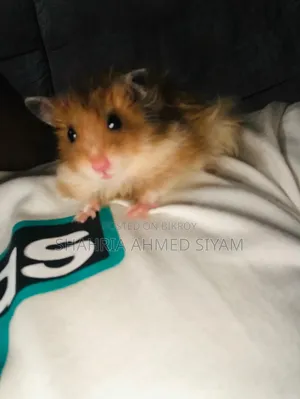 Hamster Pair for Sale !!