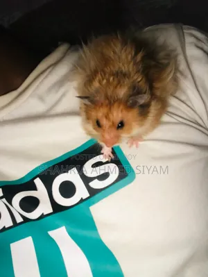Hamster Pair for Sale !!