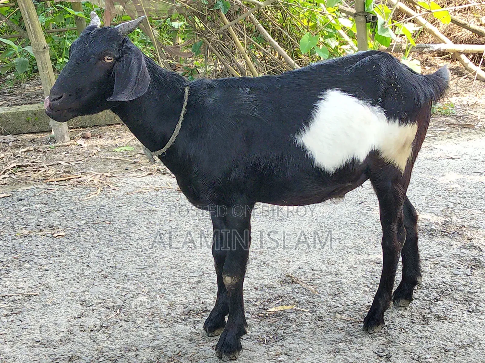 Deshi Goat for Sale