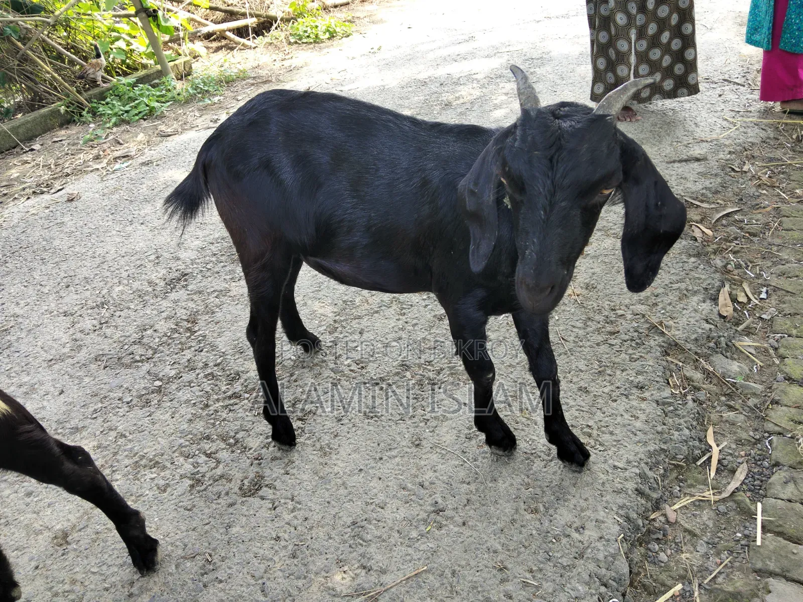 Deshi Goat for Sale