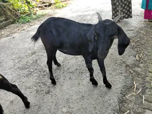 Deshi Goat for Sale