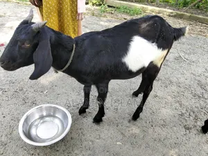Deshi Goat for Sale