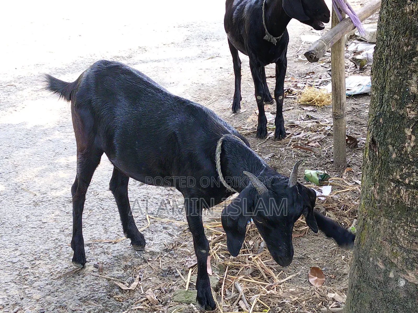 Deshi Goat for Sale