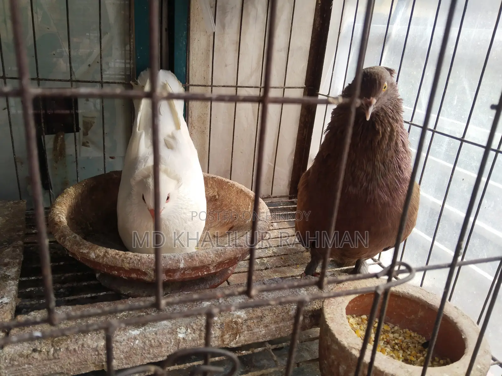ইন্ডিয়ান বোম্বাই কবুতর
