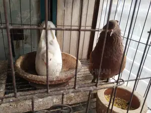 Indian Bombay Pigeon