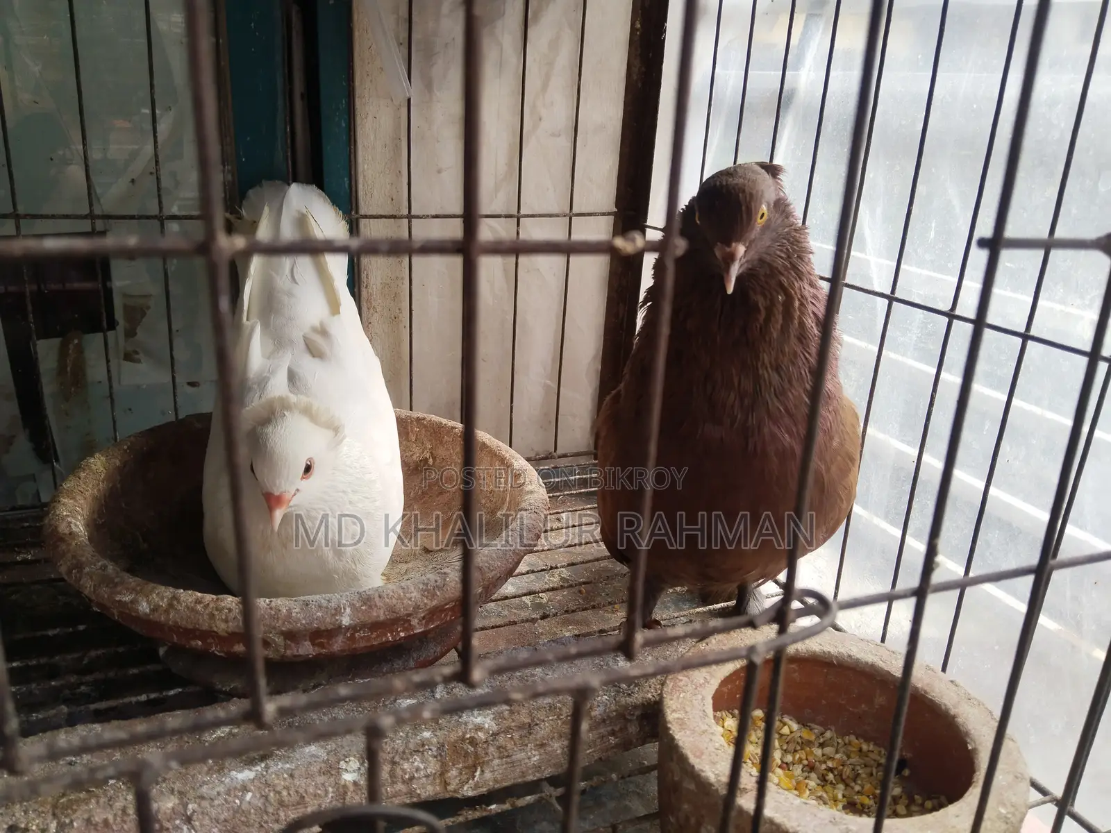 ইন্ডিয়ান বোম্বাই কবুতর