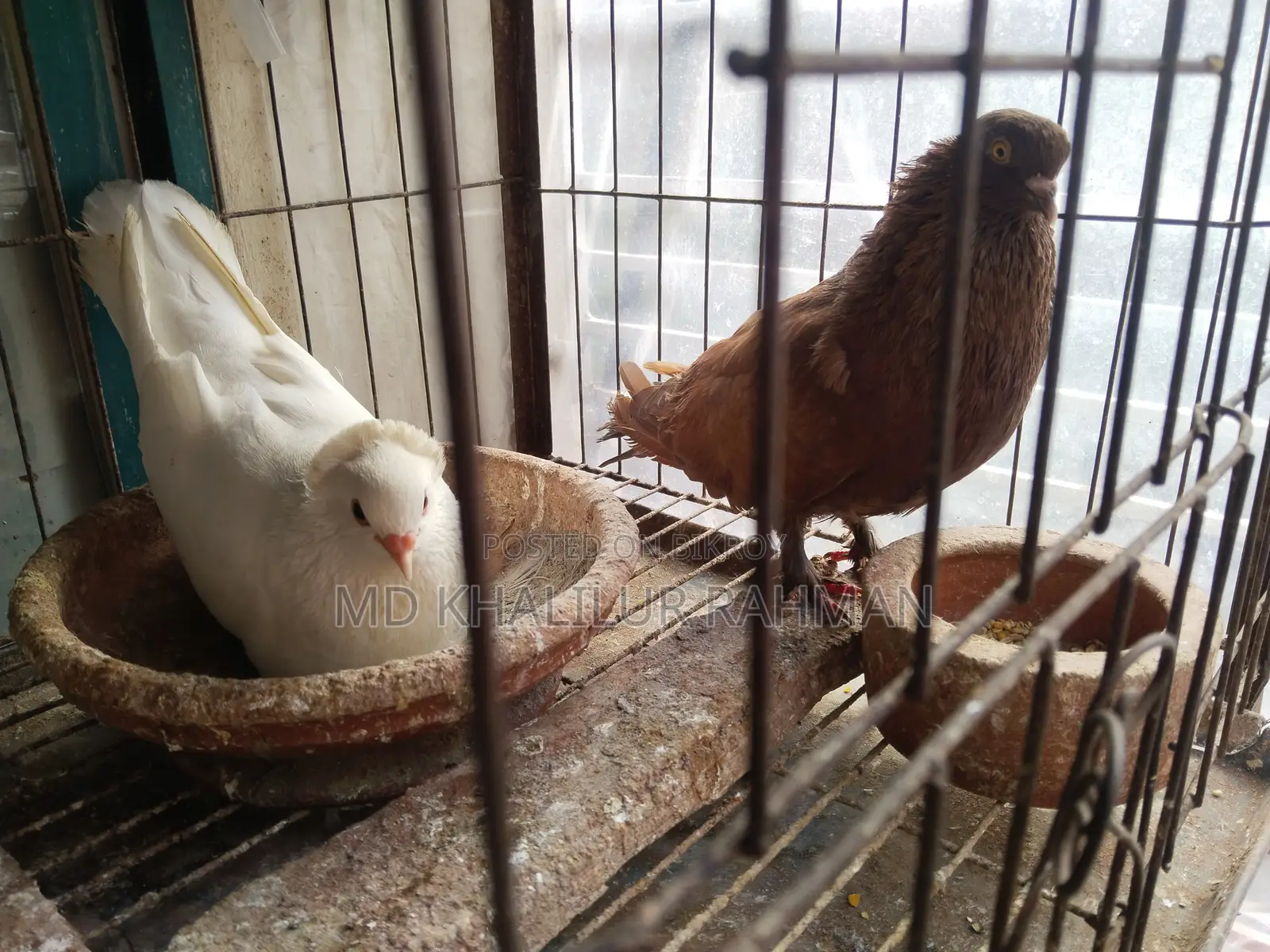ইন্ডিয়ান বোম্বাই কবুতর
