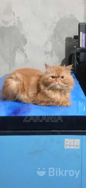 1+ Year Male Purebred Persian Cat