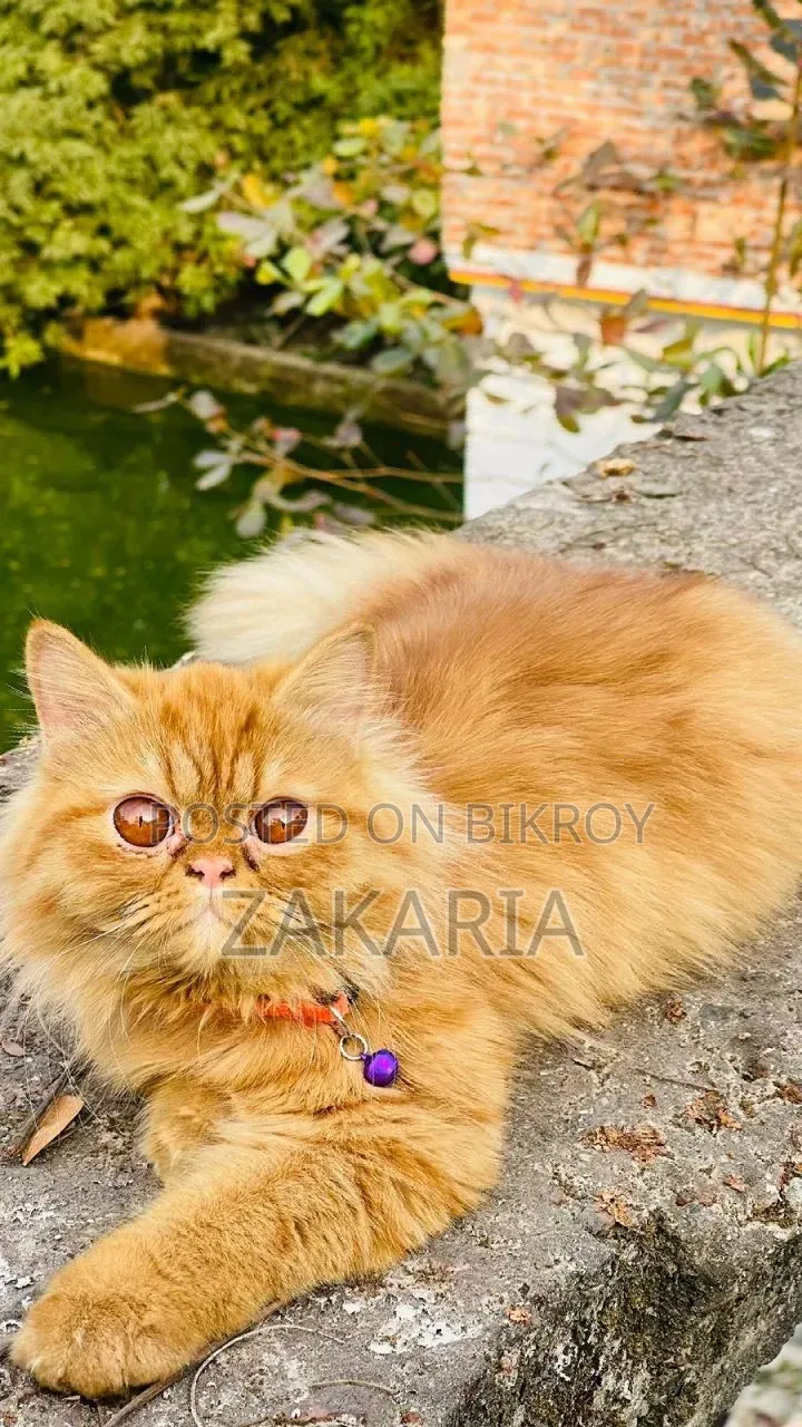 1+ Year Male Purebred Persian Cat