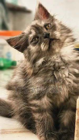 1-3 months Female Purebred Persian
