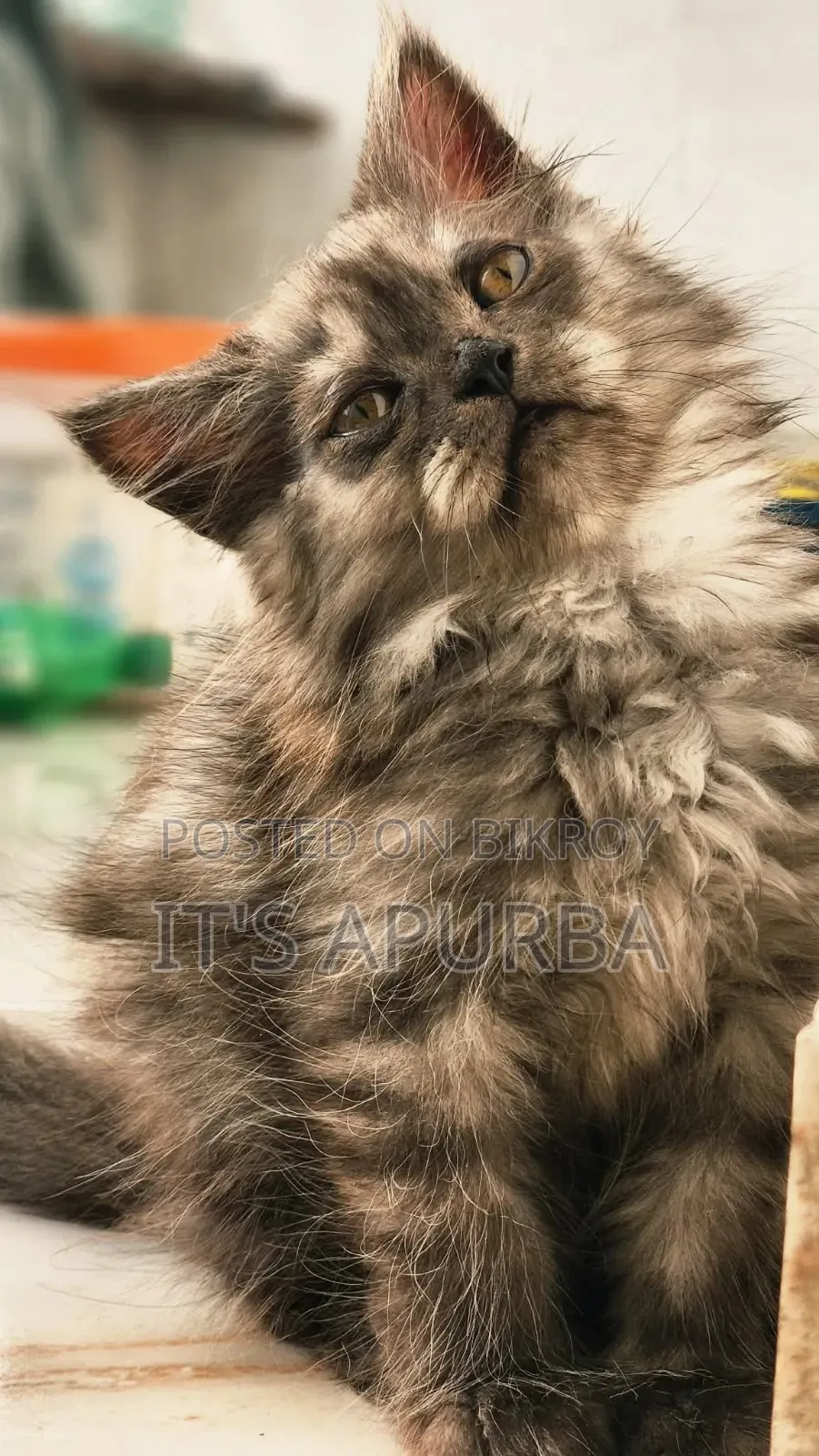 1-3 Months Female Purebred Persian