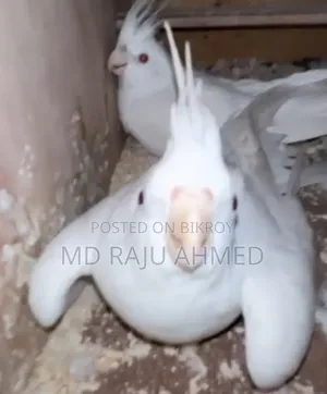 Albino Cockatiel Red Eye with 4 eggs.