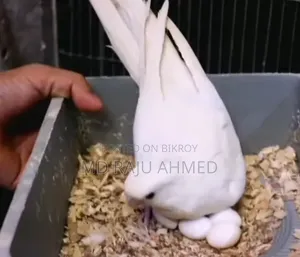 এলভিনো ককাটেল রেড আই ৪ টি ডিম সহ ।