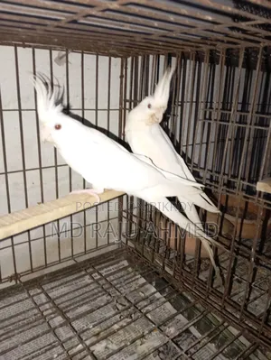 এলভিনো ককাটেল রেড আই ৪ টি ডিম সহ ।