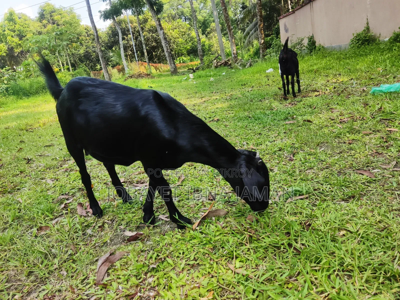 2 Female Goats