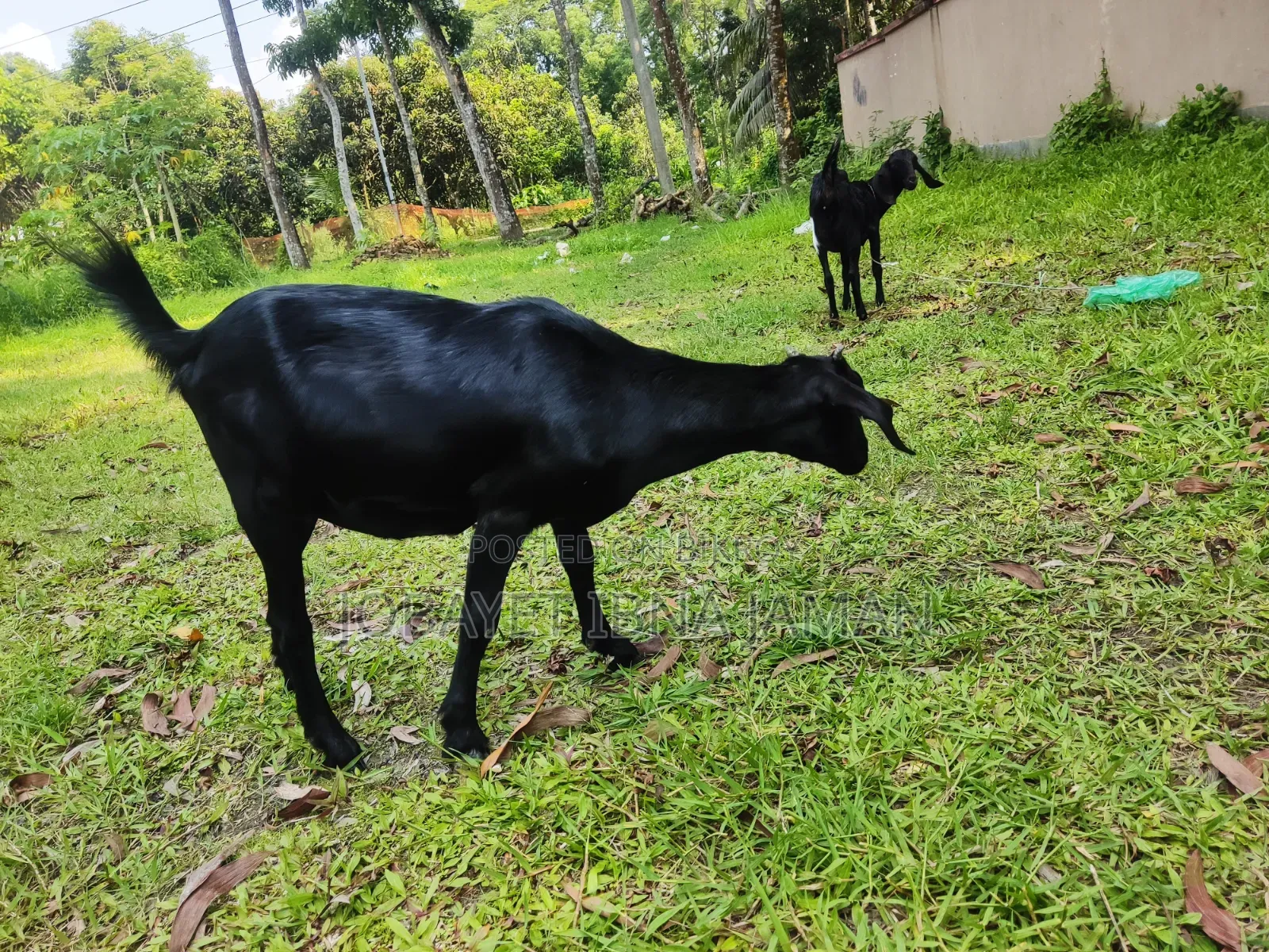 2 Female Goats
