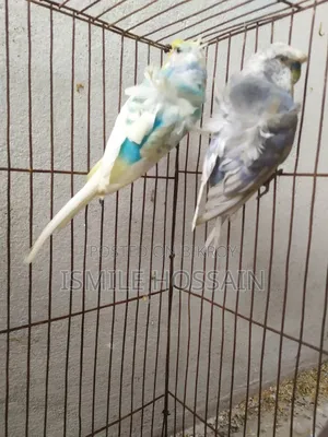Japanese Budgie for Sale