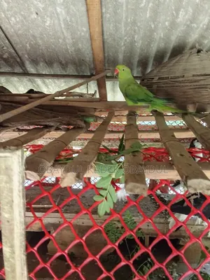 Indian Ringneck parrot
