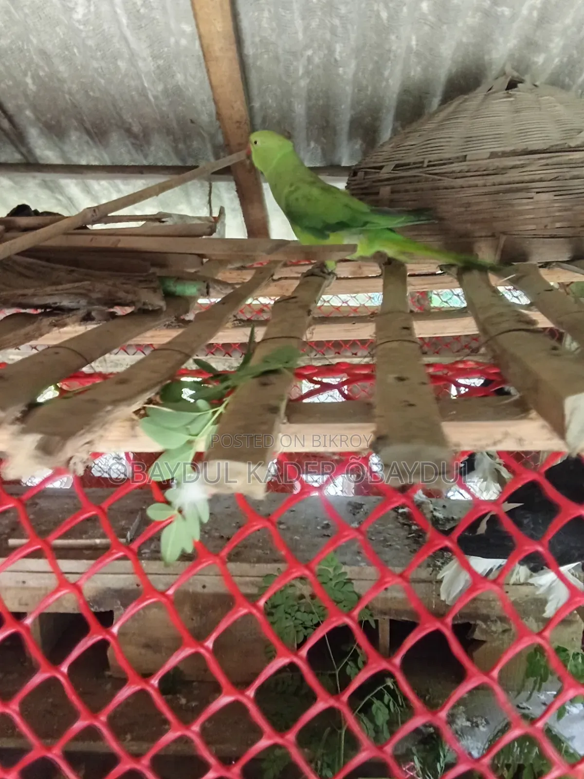 Indian Ringneck parrot