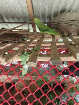 Indian Ringneck parrot