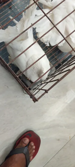 Adult Male Lakha Pigeon for sale.