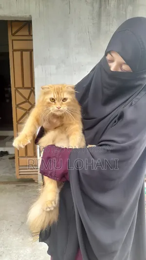 6-12 months Female Purebred Persian