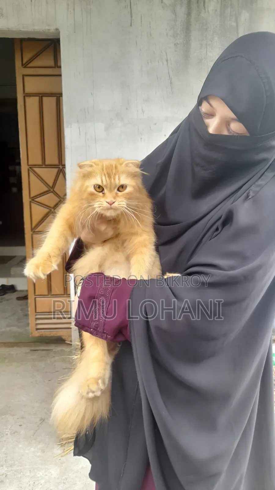 6-12 Months Female Purebred Persian