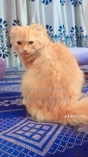6-12 Months Female Purebred Persian
