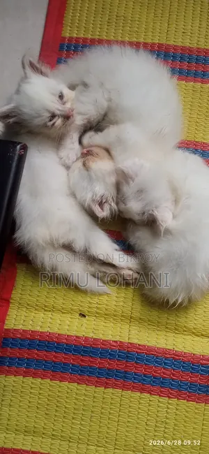 0-1 month Male Purebred Persian