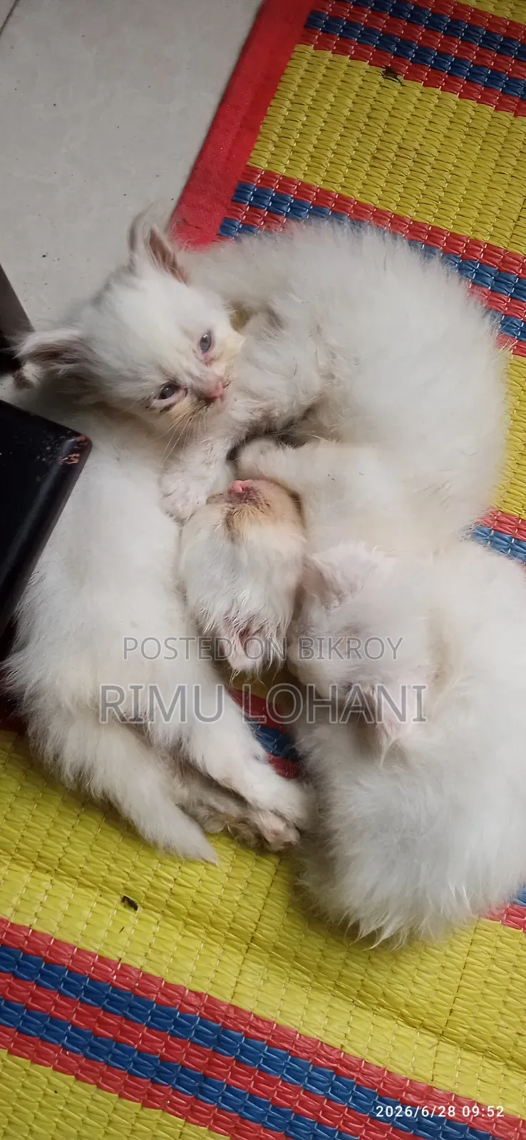 0-1 Month Male Purebred Persian