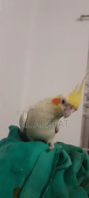 Full Tame Cockatiel