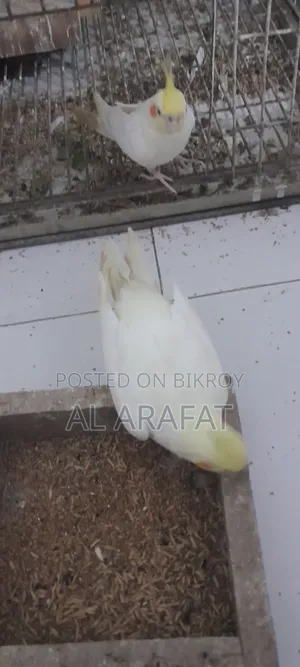 Full Tame Cockatiel