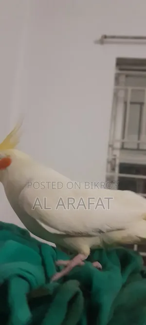 Full Tame Cockatiel