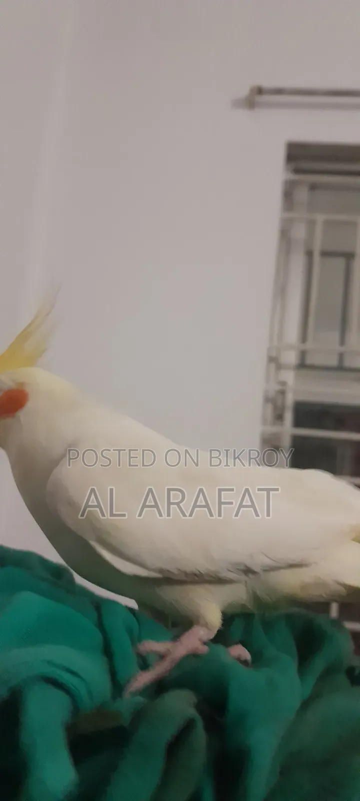 Full Tame Cockatiel