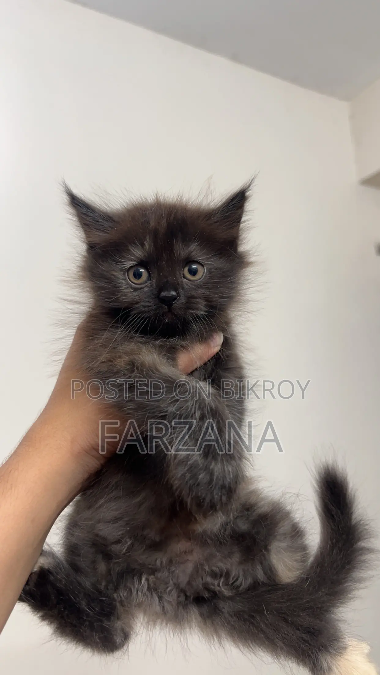 0-1 month Female Purebred Persian
