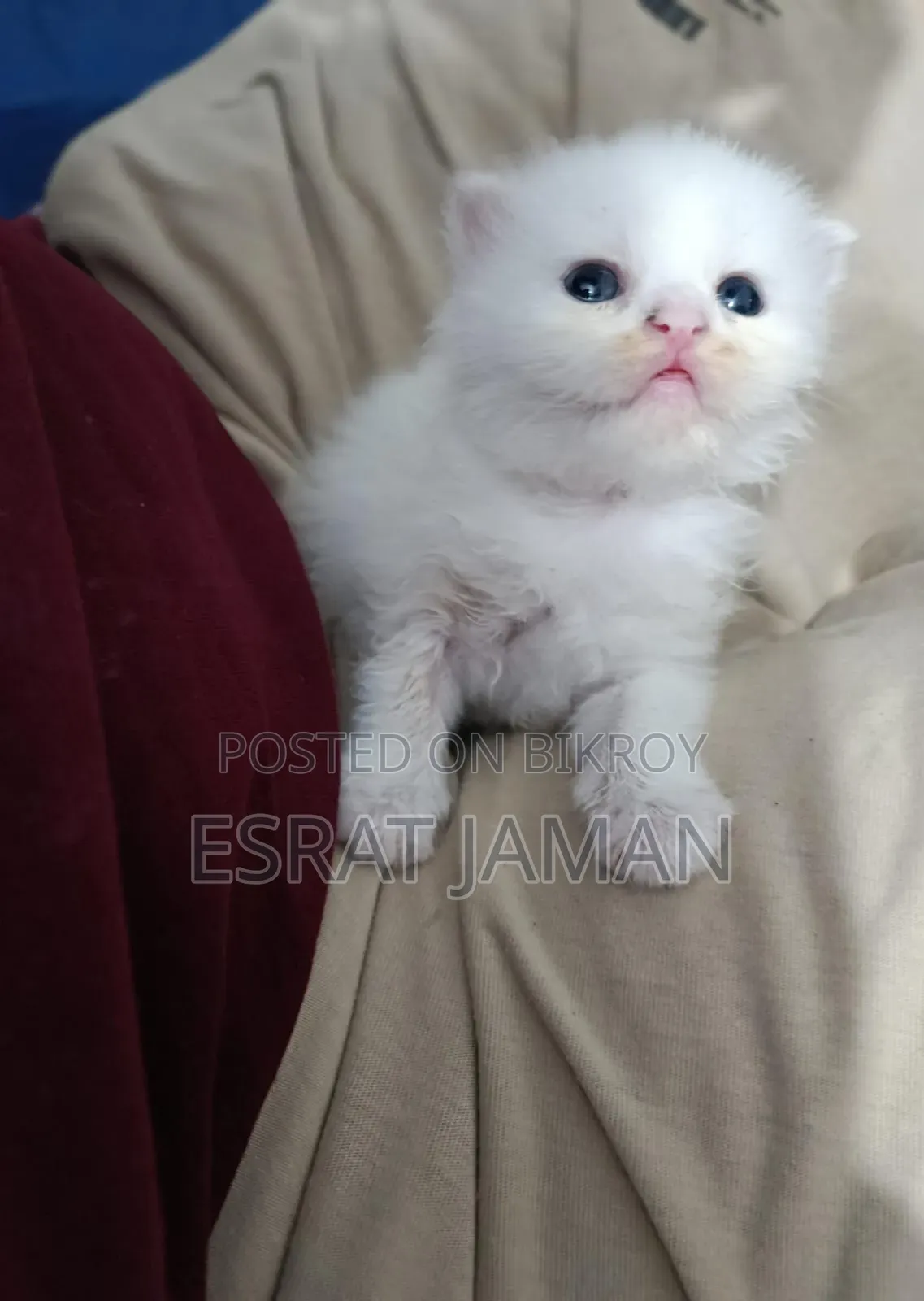 0-1 Month Female Purebred Persian