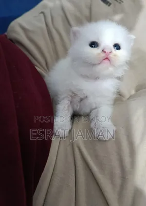0-1 Month Female Purebred Persian