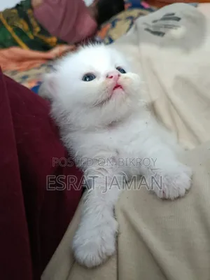 0-1 Month Female Purebred Persian