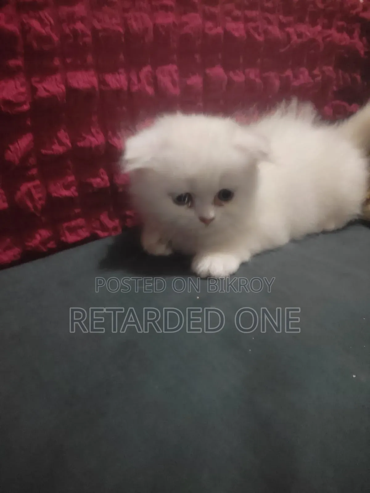 0-1 Month Female Purebred Persian