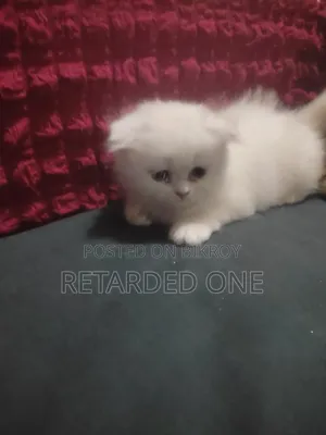 0-1 month Female Purebred Persian