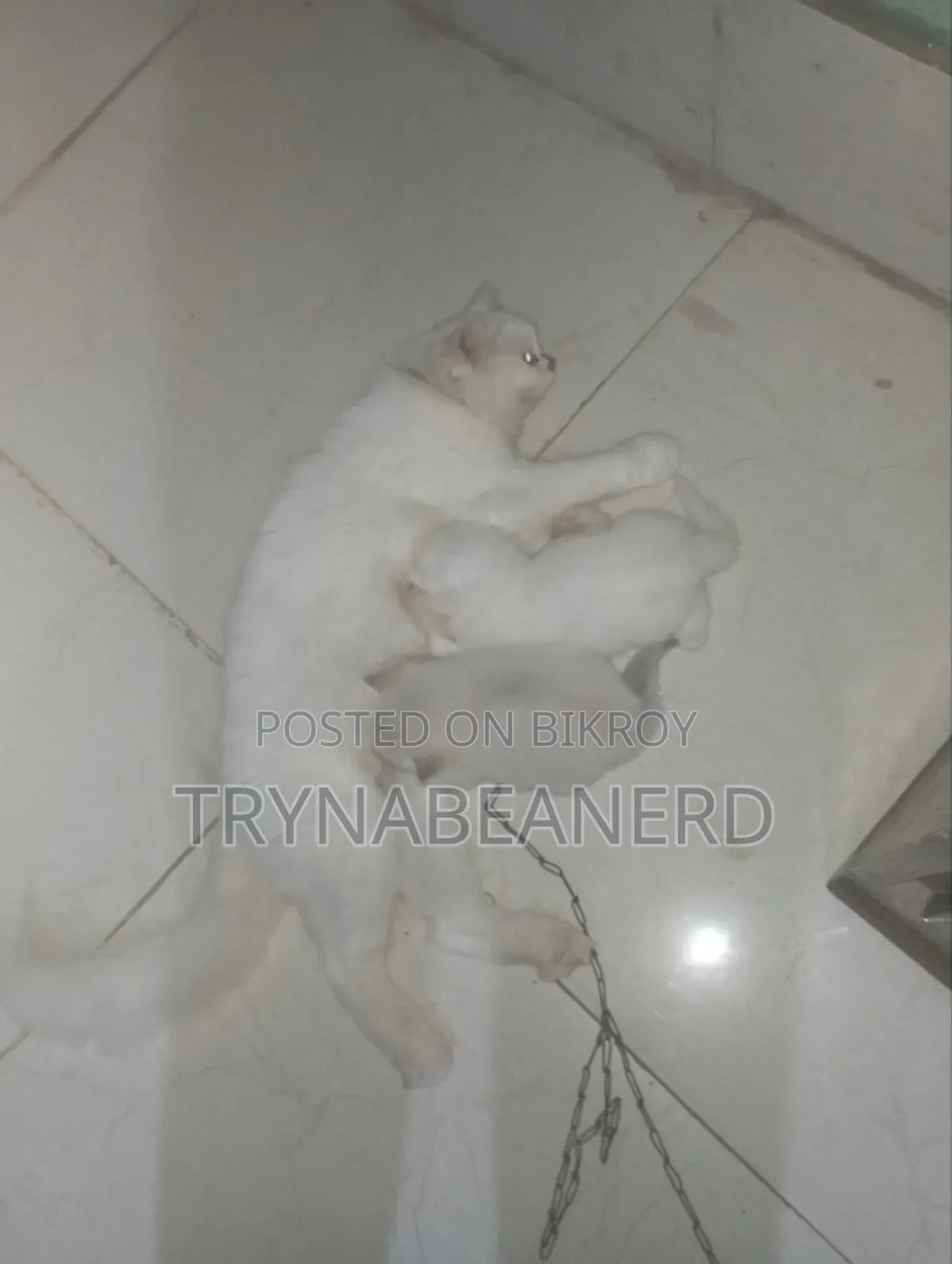 0-1 Month Female Purebred Persian