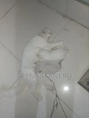 0-1 Month Female Purebred Persian